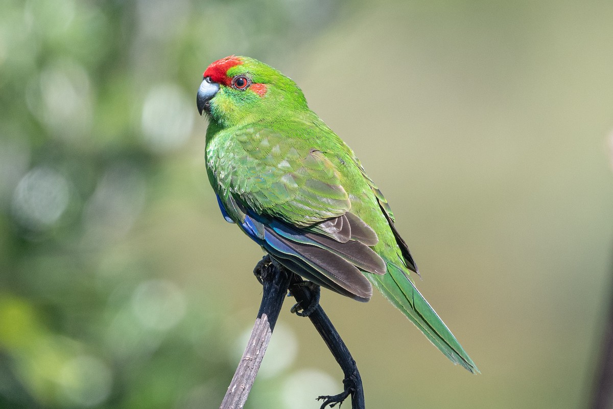 Red-crowned Parakeet - ML575275471