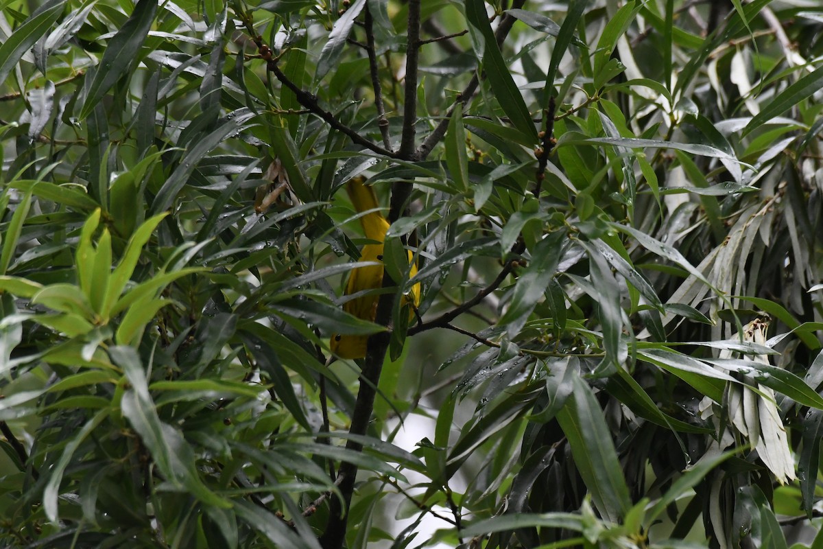 Yellow Warbler - ML575279041