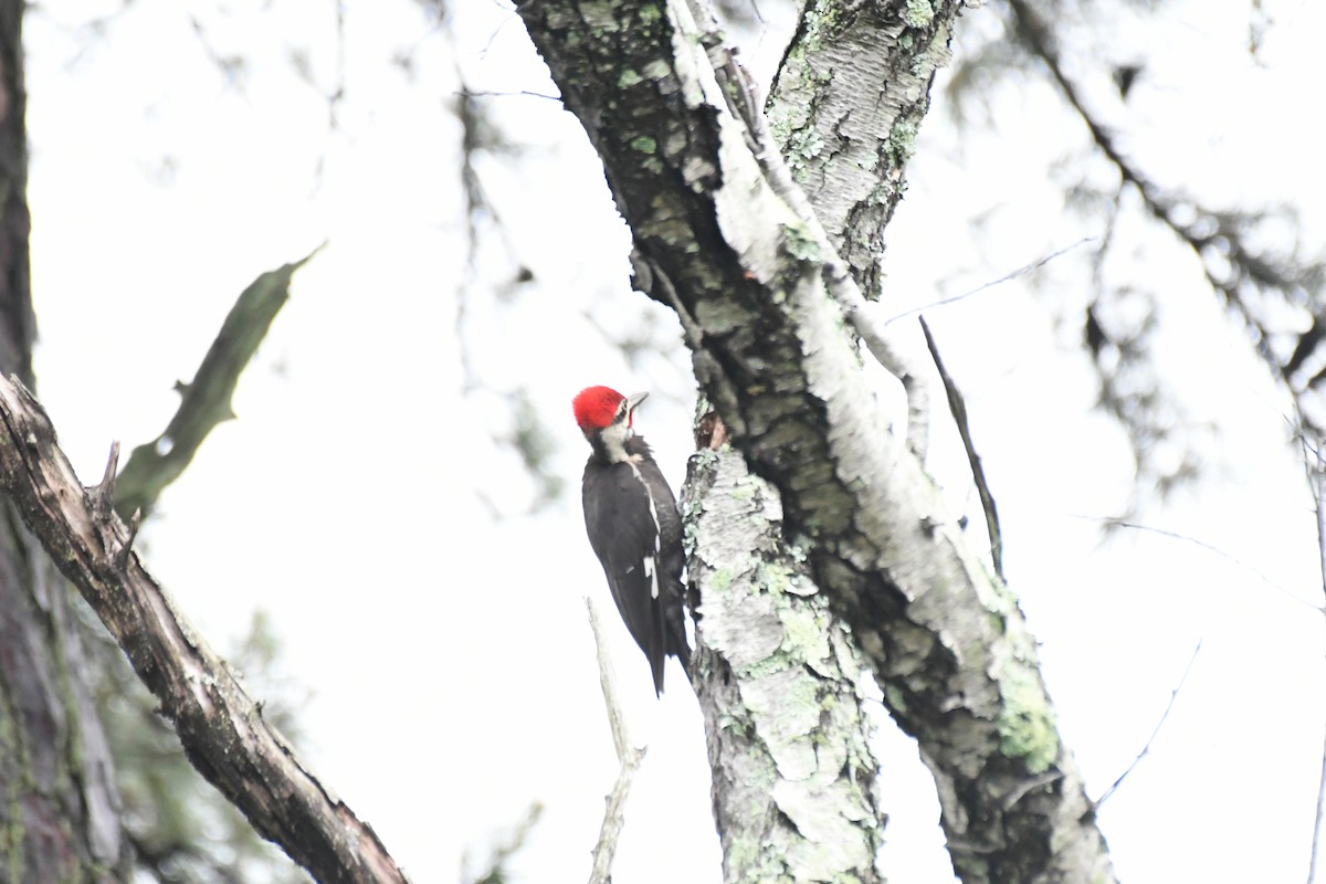 Pileated Woodpecker - ML575279271