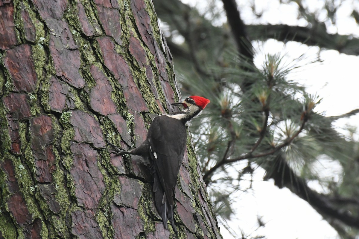 Pileated Woodpecker - ML575279281