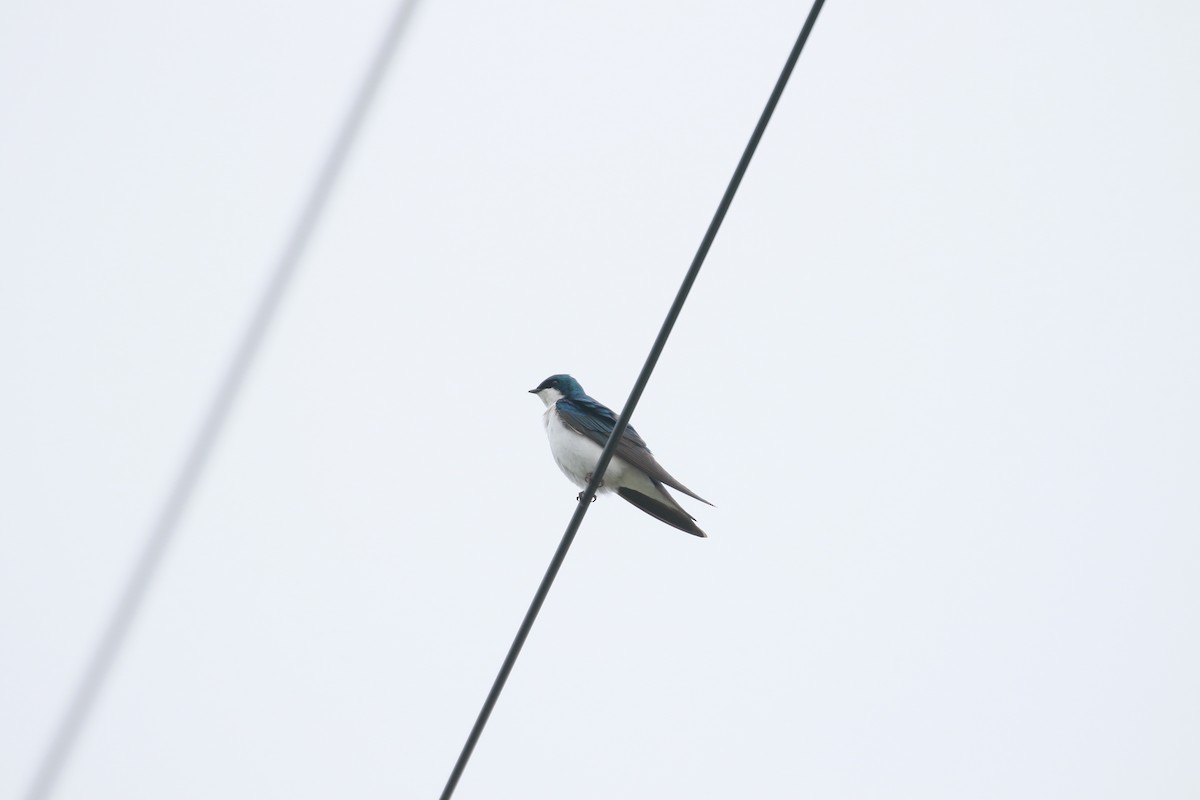 Tree Swallow - Marie-Eve Gauthier