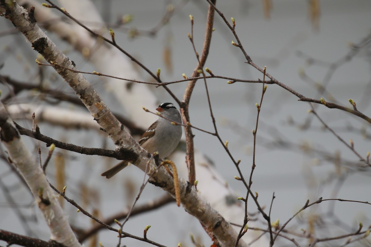 White-crowned Sparrow - ML575282191