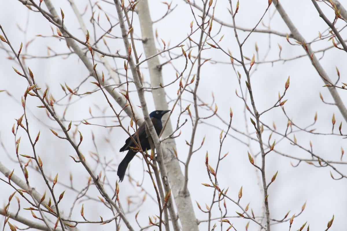 Common Grackle - Marie-Eve Gauthier