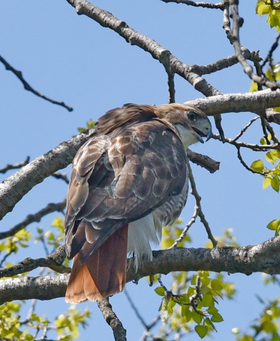 Red-tailed Hawk - ML575283411