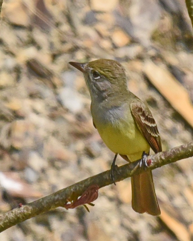 Great Crested Flycatcher - ML575283801