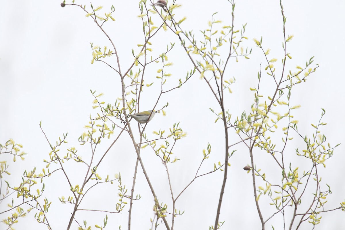Tennessee Warbler - Marie-Eve Gauthier