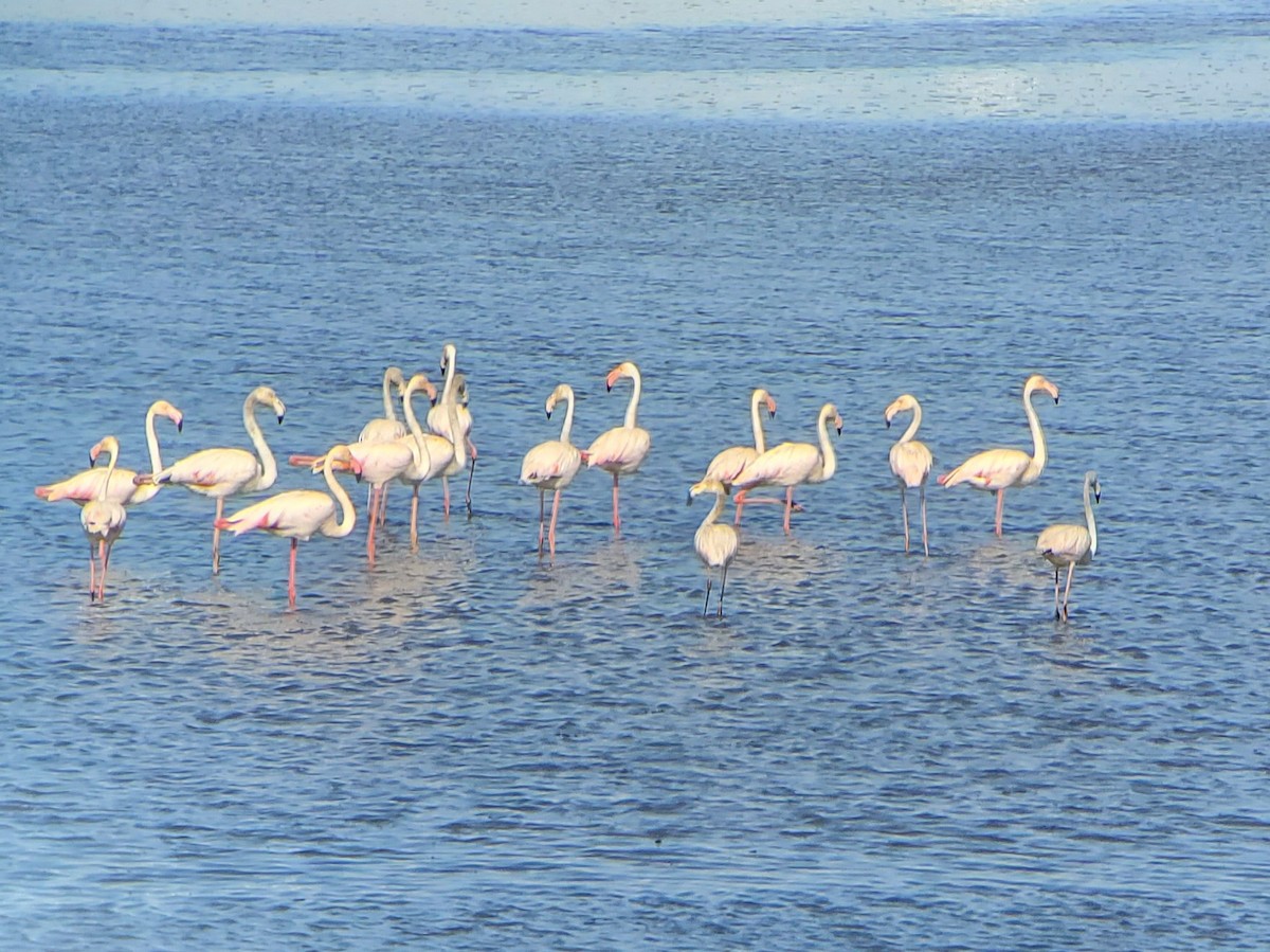 Greater Flamingo - ML575285811