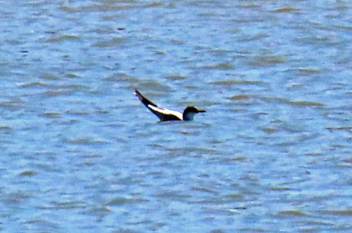 Common Tern - ML575287601