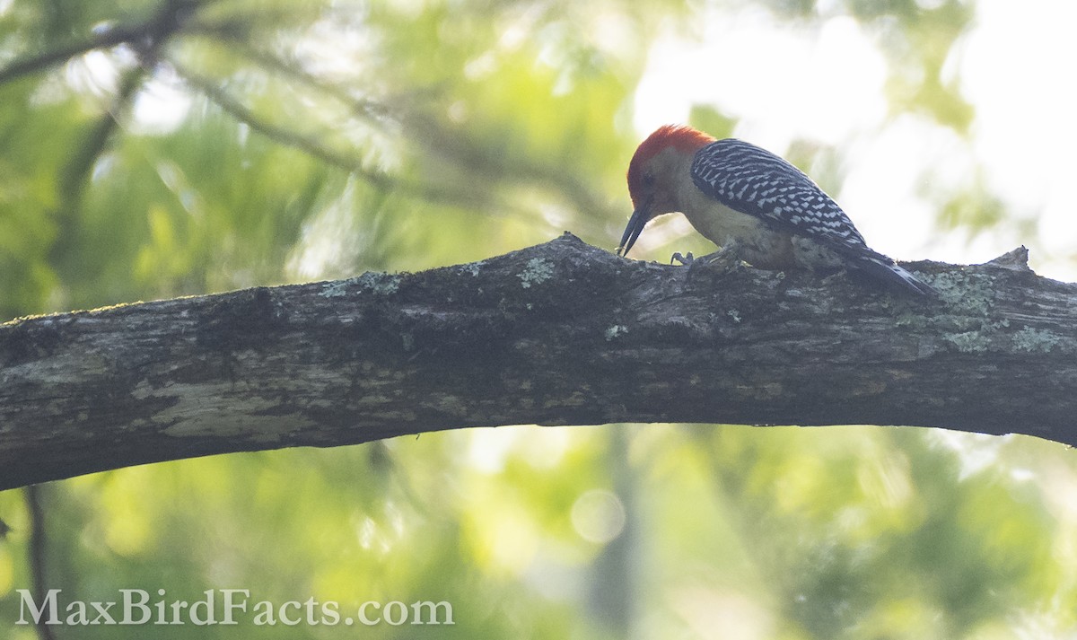 Red-bellied Woodpecker - ML575292581