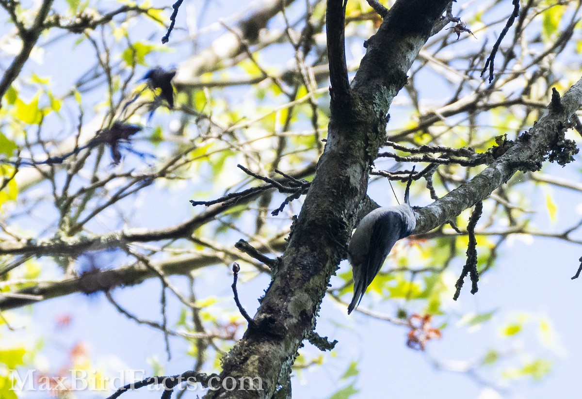 White-breasted Nuthatch - ML575292761