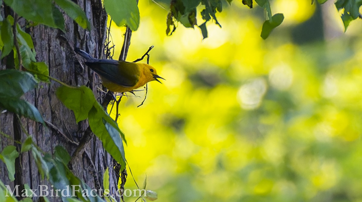 Prothonotary Warbler - ML575293241