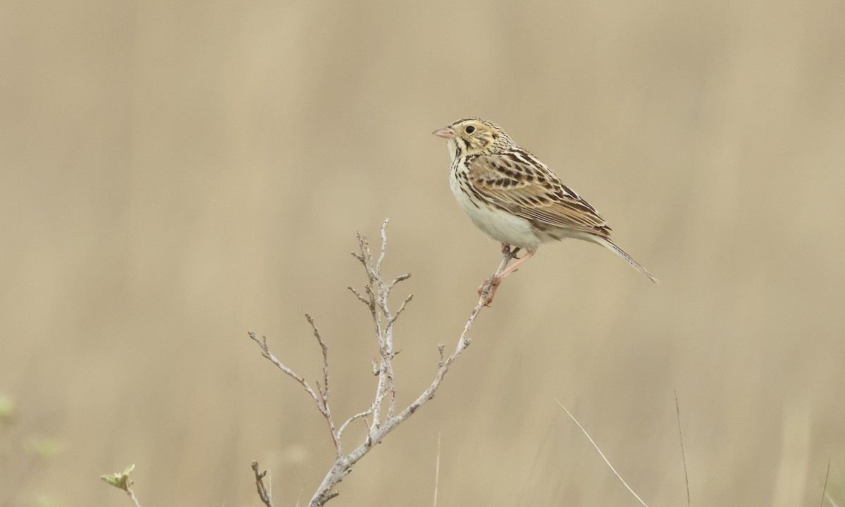 Baird's Sparrow - ML575297371