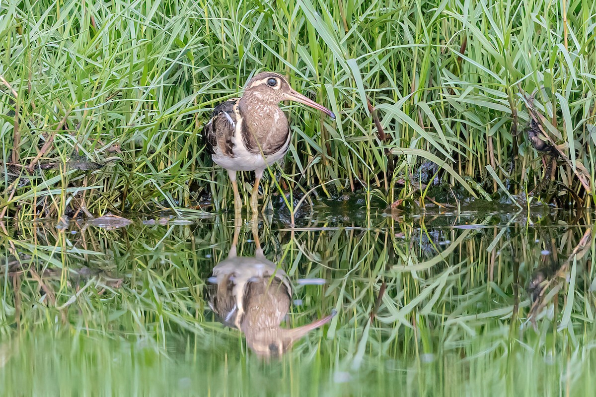 Greater Painted-Snipe - ML575297491