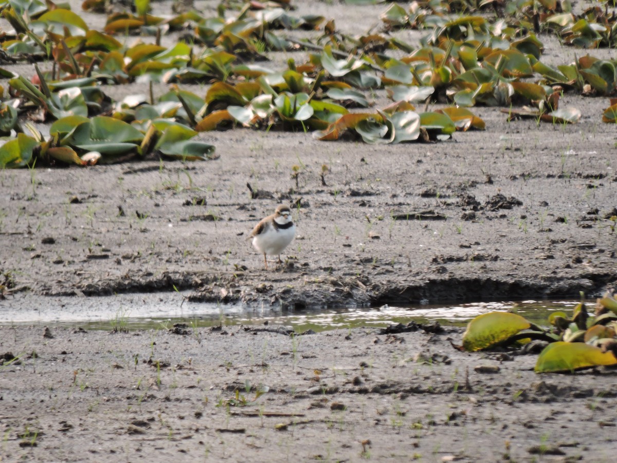 Semipalmated Plover - ML575303911