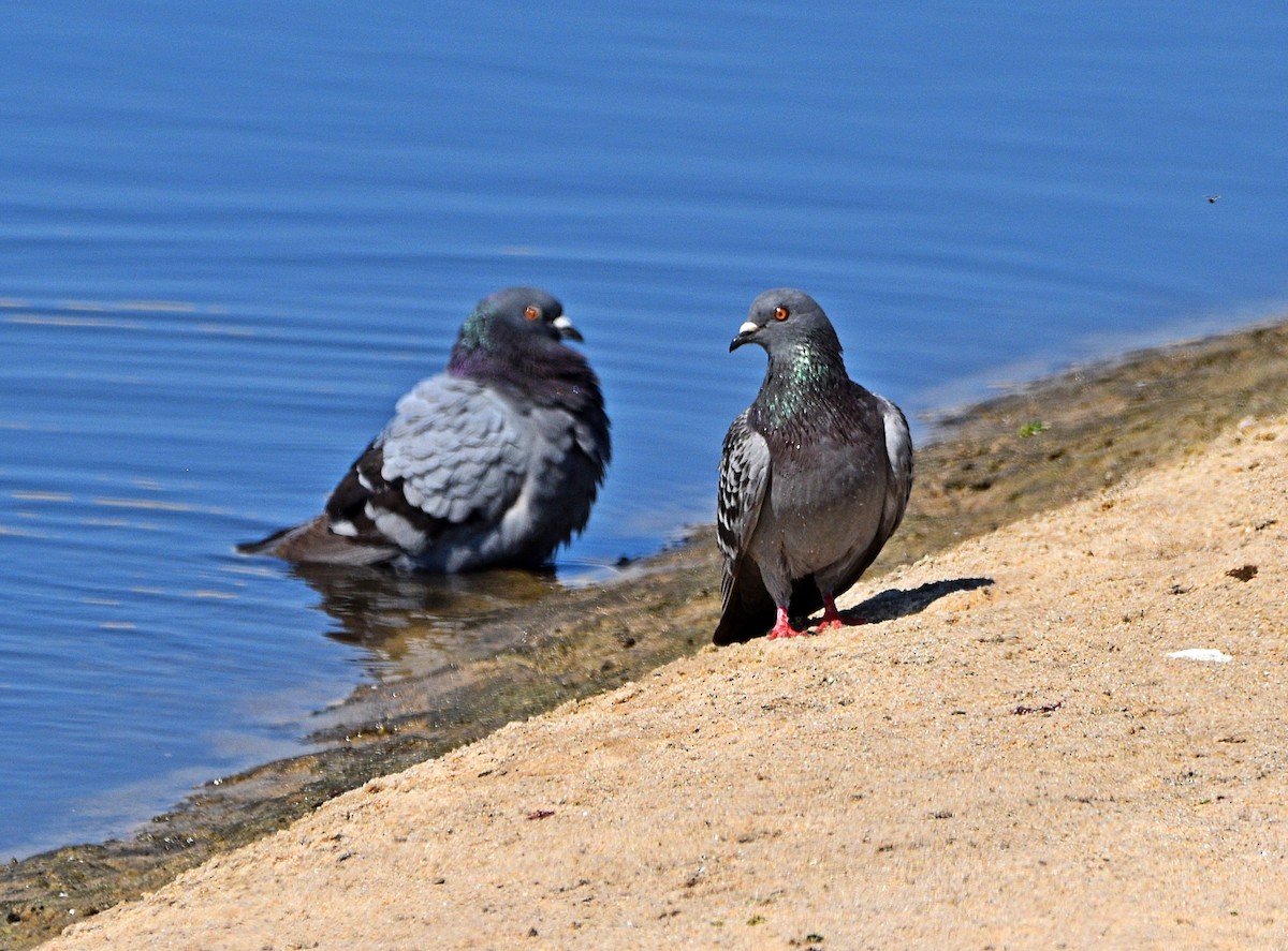 Rock Pigeon (Feral Pigeon) - ML575310121