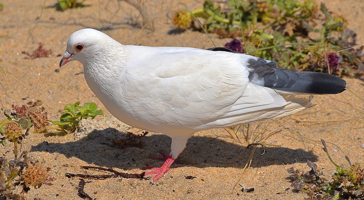 Сизый голубь (Одомашненного типа) - ML575310131