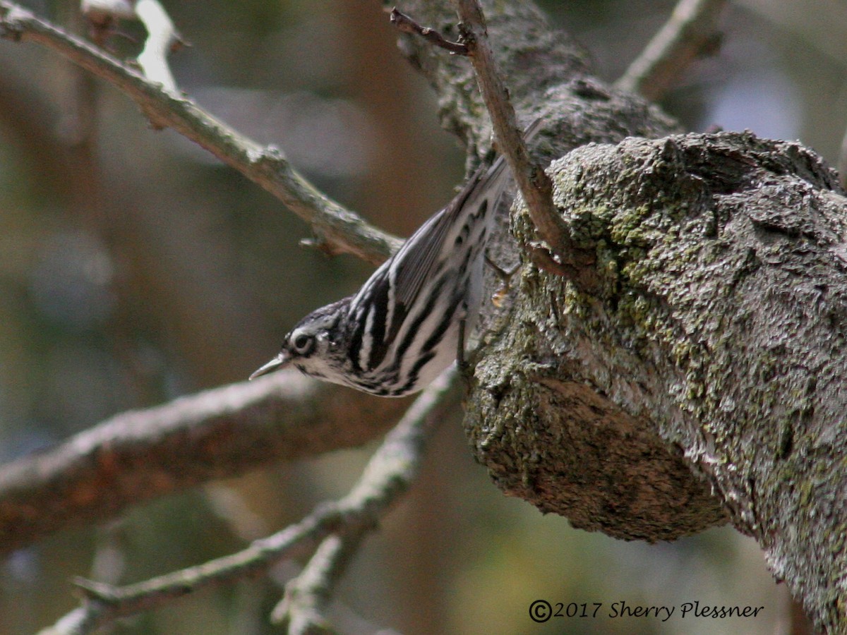 Black-and-white Warbler - Sherry Plessner