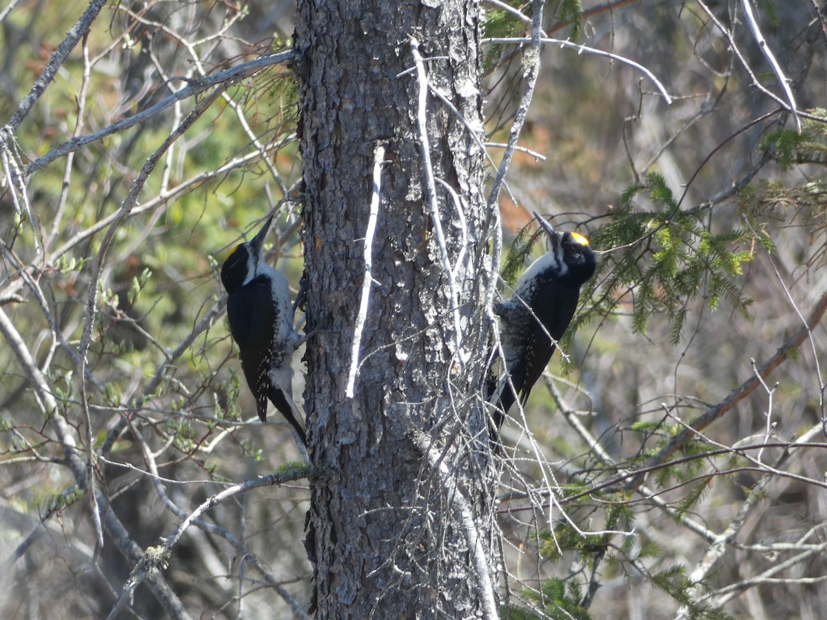 Black-backed Woodpecker - ML575313031