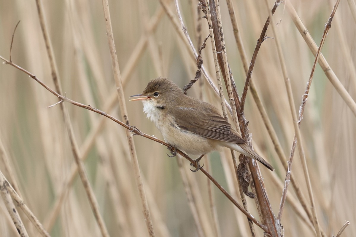 Common Reed Warbler (Common) - ML575313991
