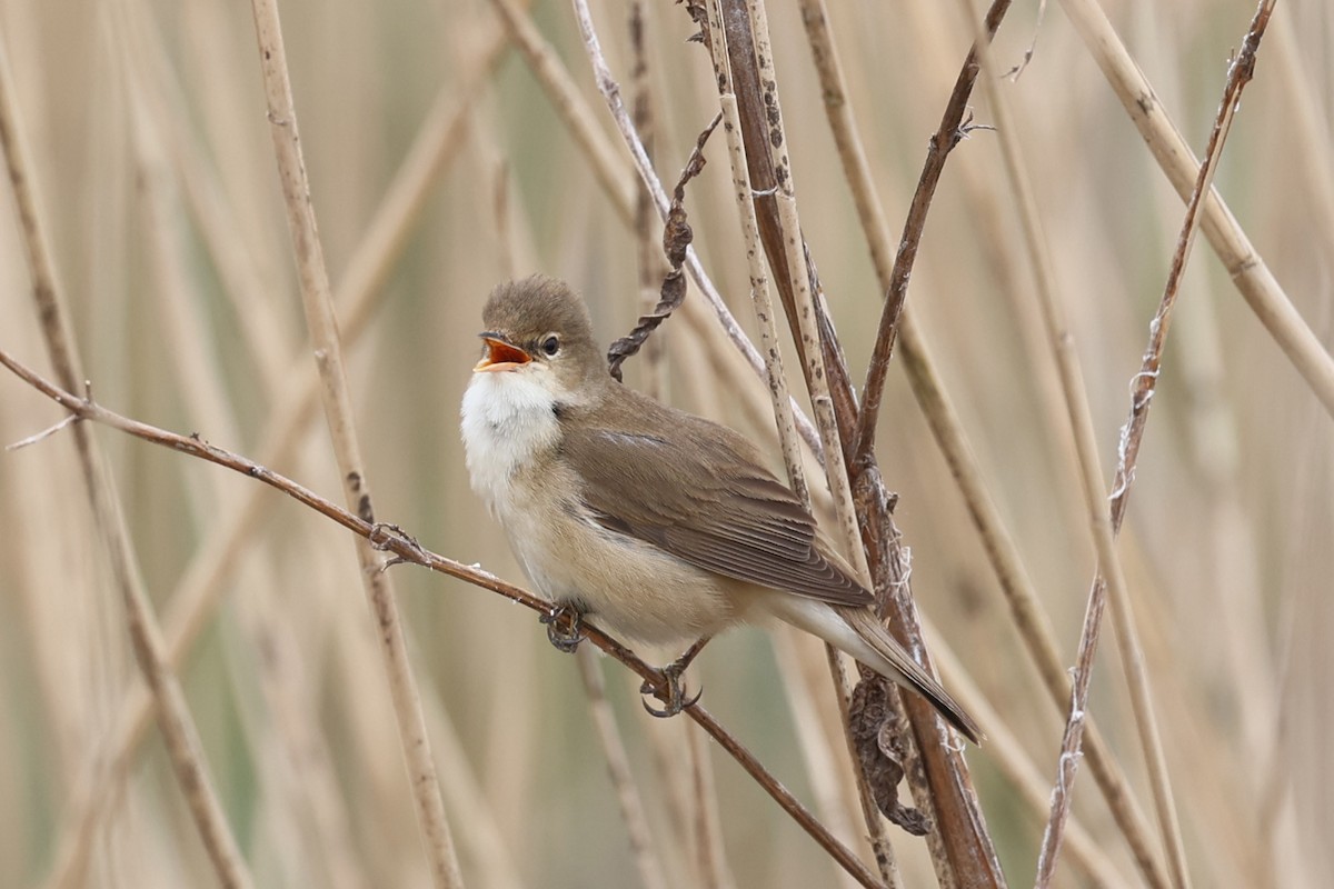 Common Reed Warbler (Common) - ML575314011