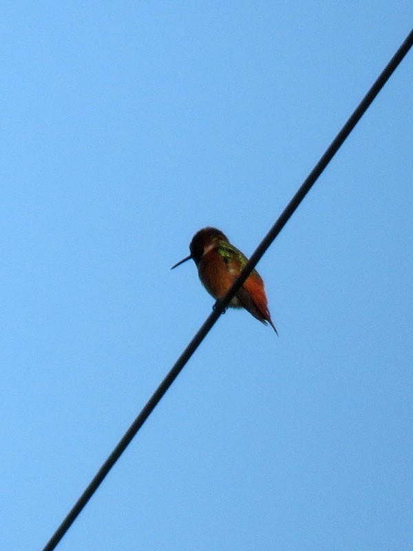 Allen's Hummingbird - Gena Zolotar