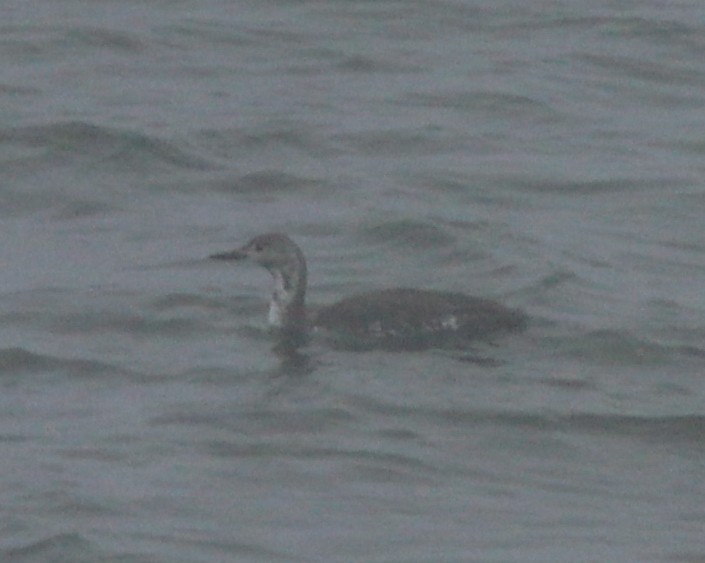 Red-throated Loon - ML575316881