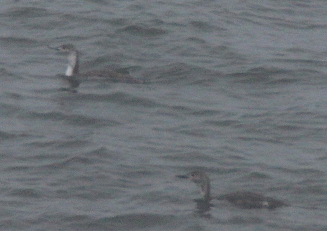 Red-throated Loon - ML575316891