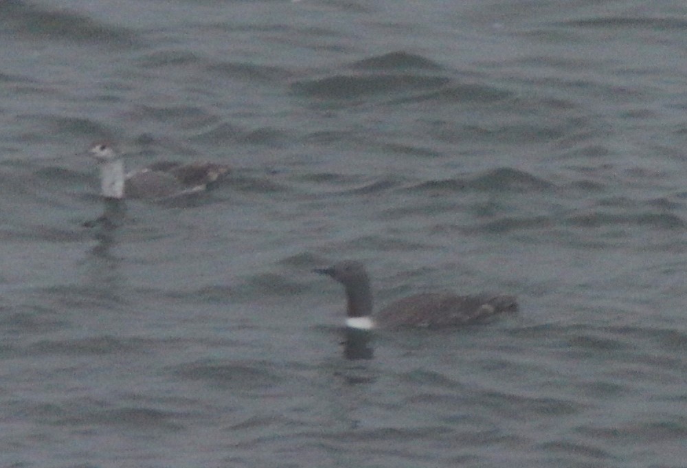 Red-throated Loon - ML575316901
