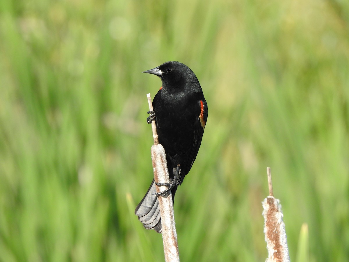 Red-winged Blackbird - Jody  Wells