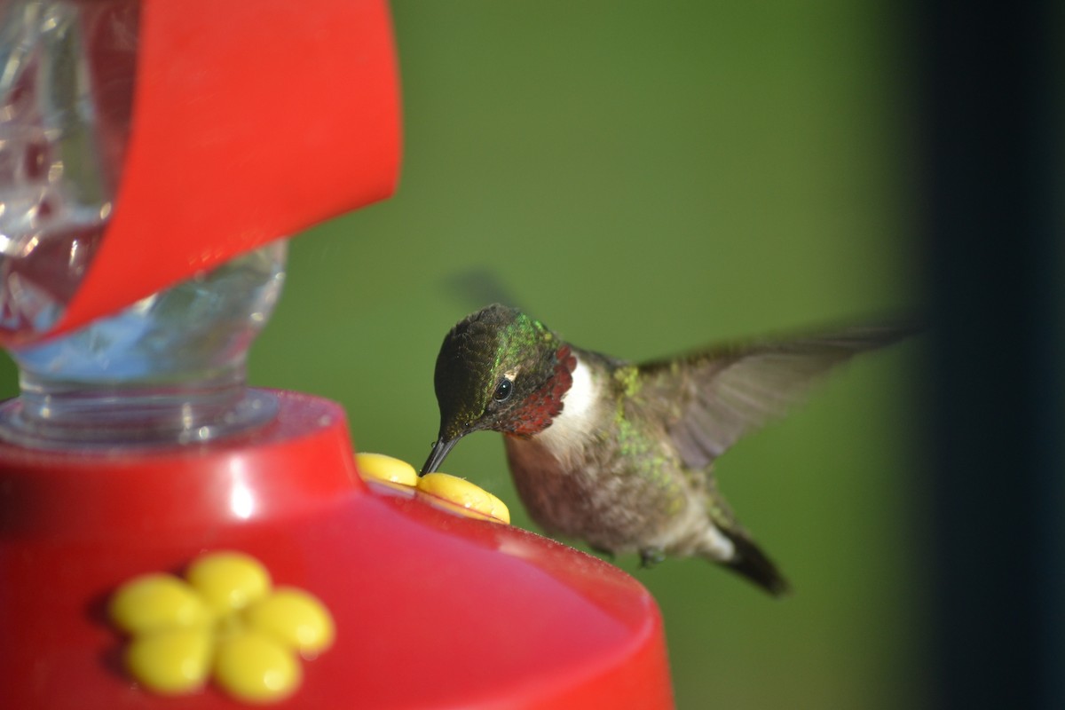 Ruby-throated Hummingbird - ML57532191