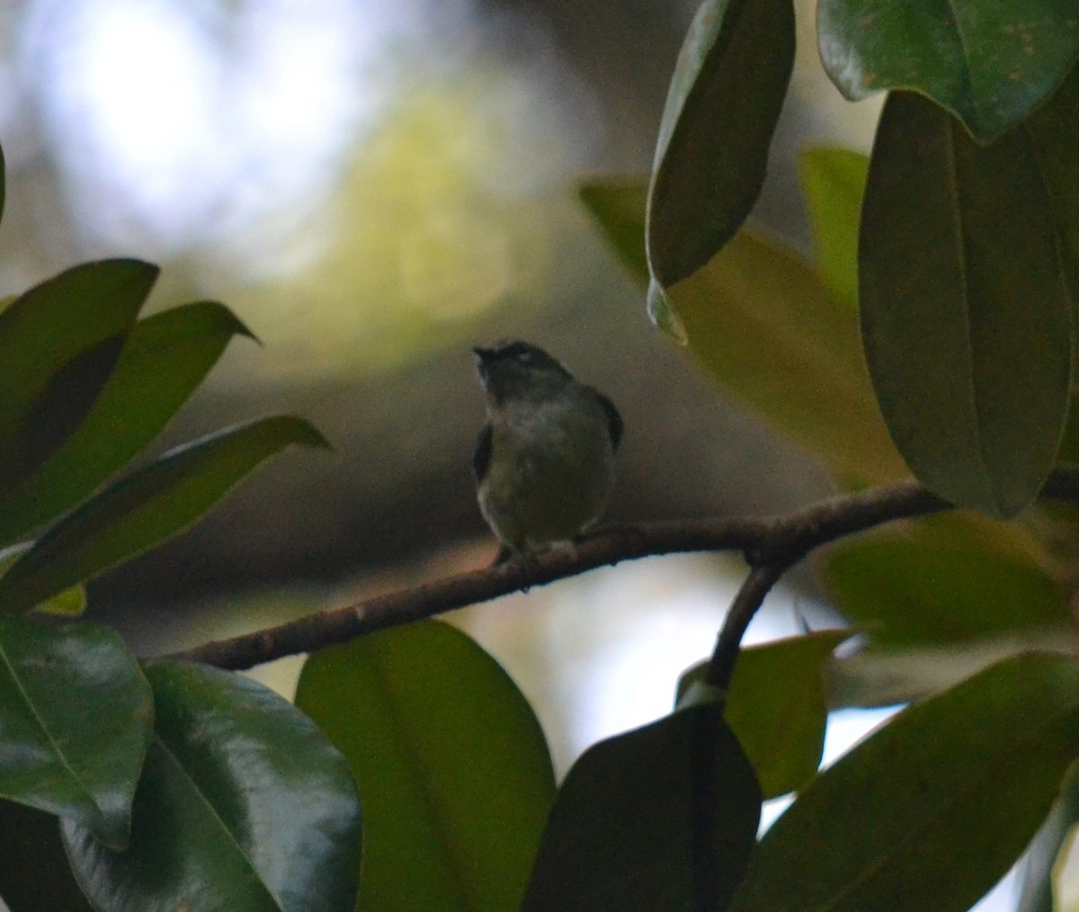 Ebird Checklist May Faver Dykes Sp Species Other Taxa