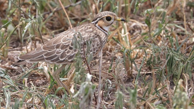 Three-banded Courser - ML575323561