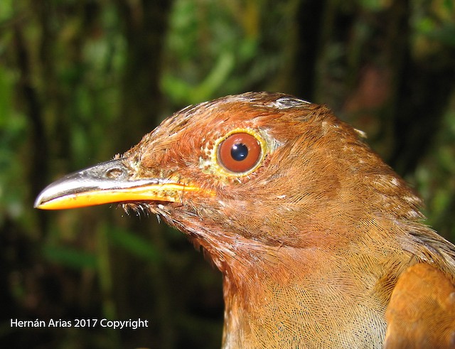 Adult Rufous-brown Solitaire (subspecies <em class="SciName notranslate">chubbi</em>). - Rufous-brown Solitaire - 
