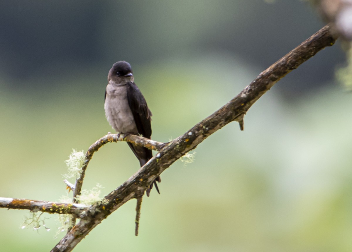 White-thighed Swallow - ML575327091