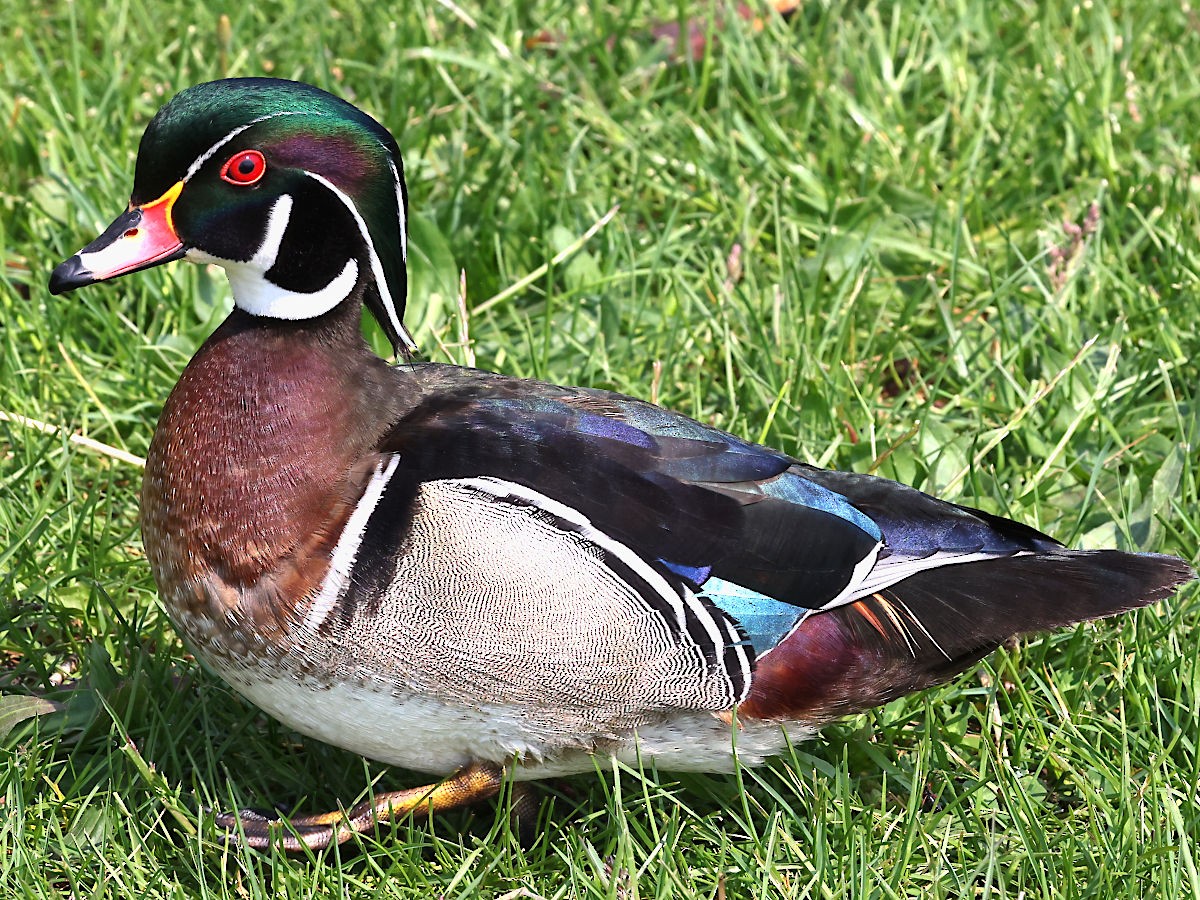 eBird Checklist - 17 May 2023 - Montrose Point Bird Sanctuary, Lincoln ...