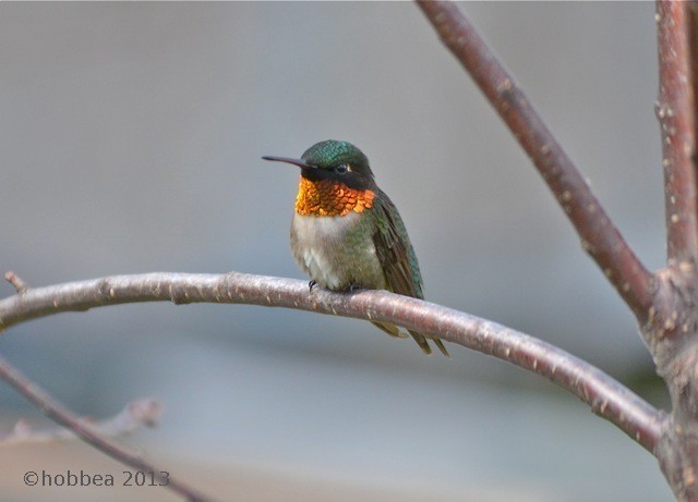 Ruby-throated Hummingbird - ML57532931