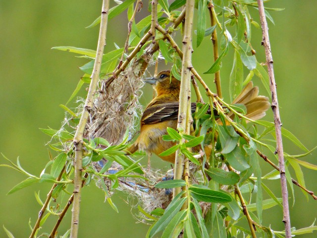 Female Baltimore Oriole building nest. - Baltimore Oriole - 