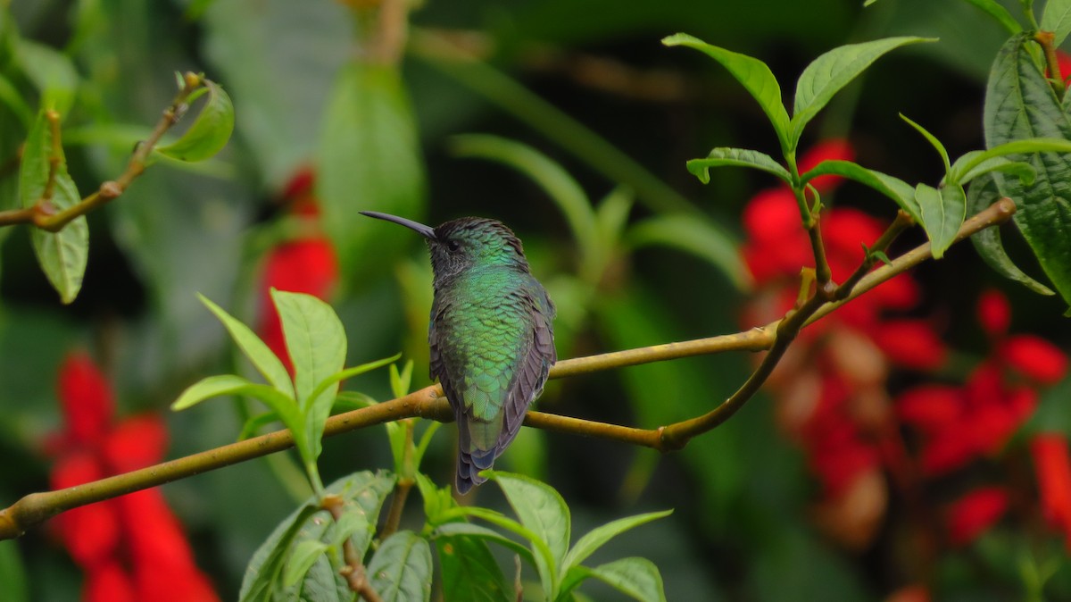 Shining-green Hummingbird - ML57533151