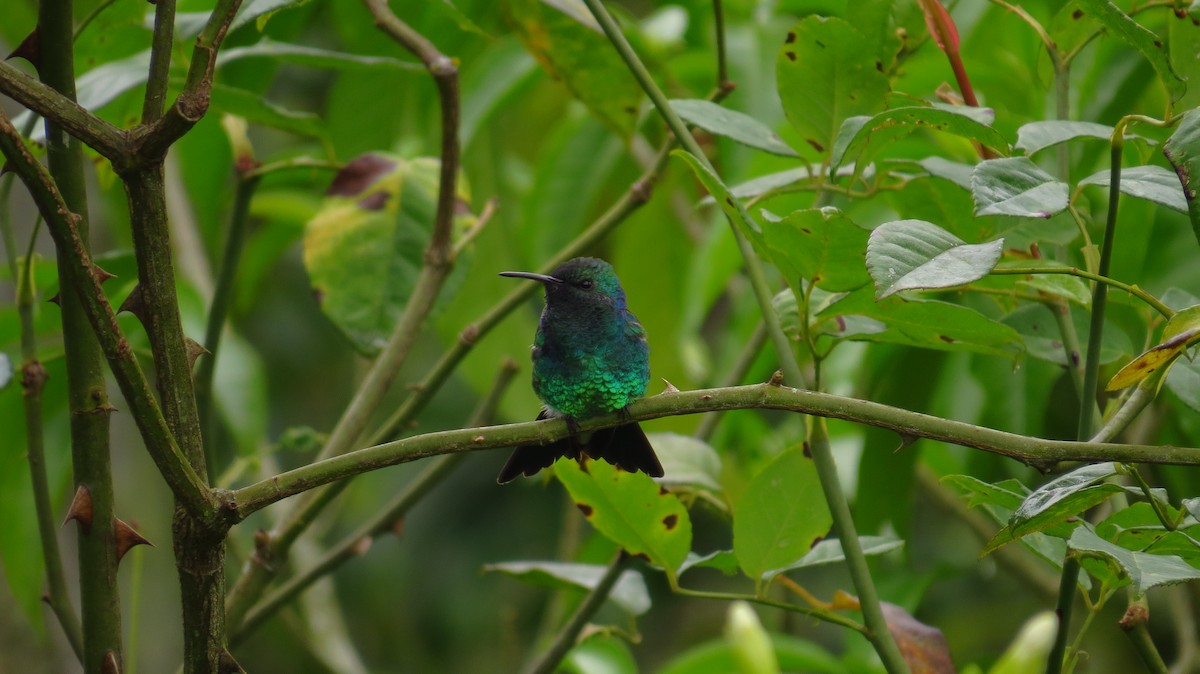 Shining-green Hummingbird - Jorge Muñoz García   CAQUETA BIRDING