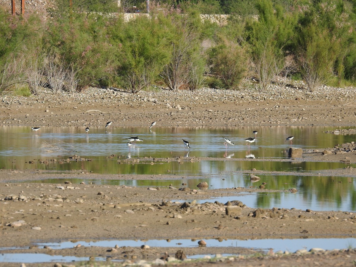 Black-necked Stilt - ML575334661