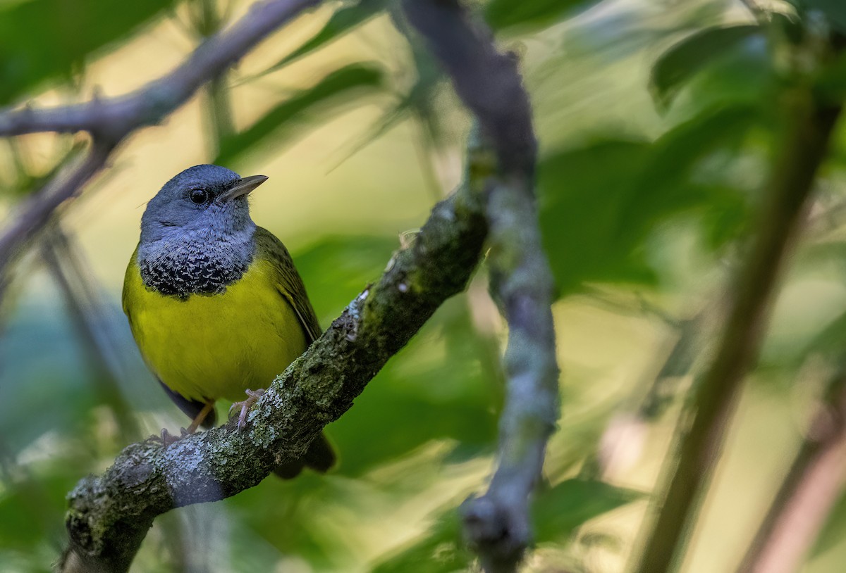 Mourning Warbler - Jeff Timmons