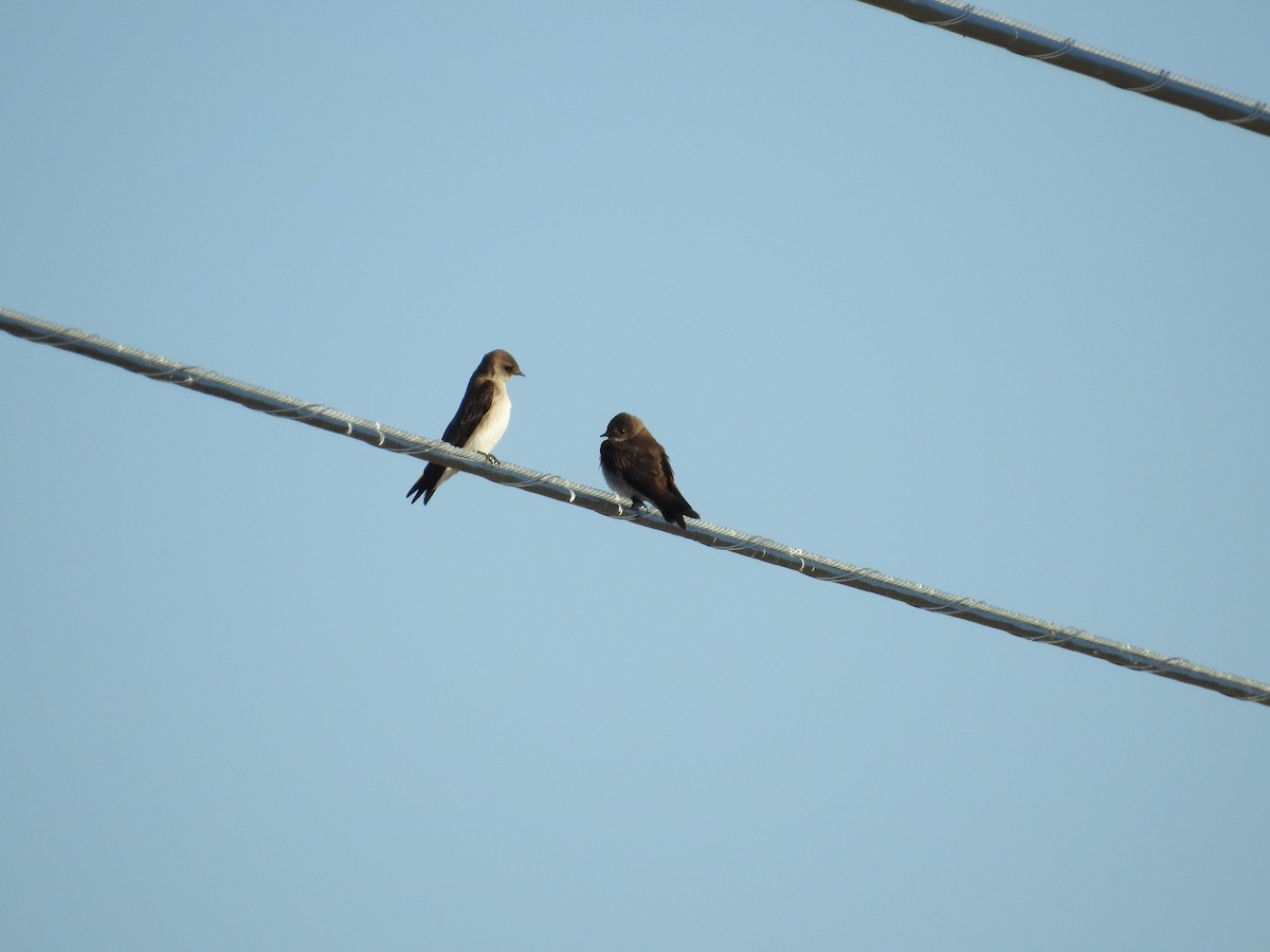 Northern Rough-winged Swallow - ML575335061