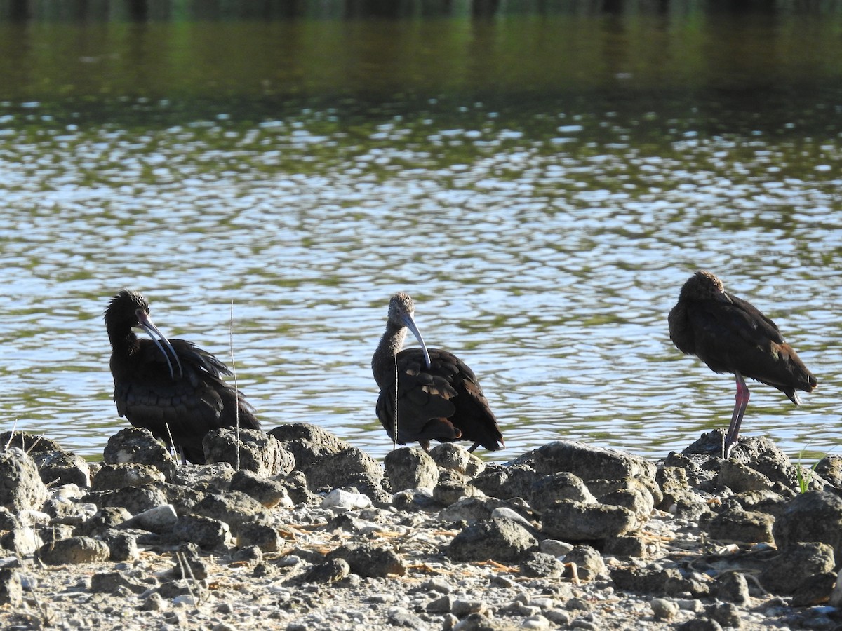 ibis americký - ML575335641