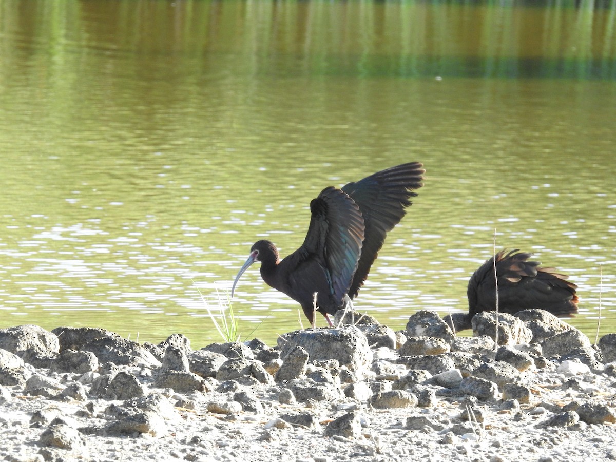 ibis americký - ML575336211