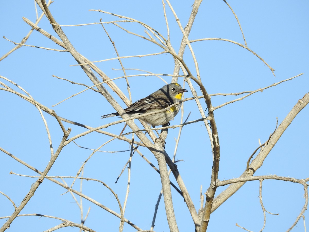 Yellow-rumped Warbler - John  Kiseda