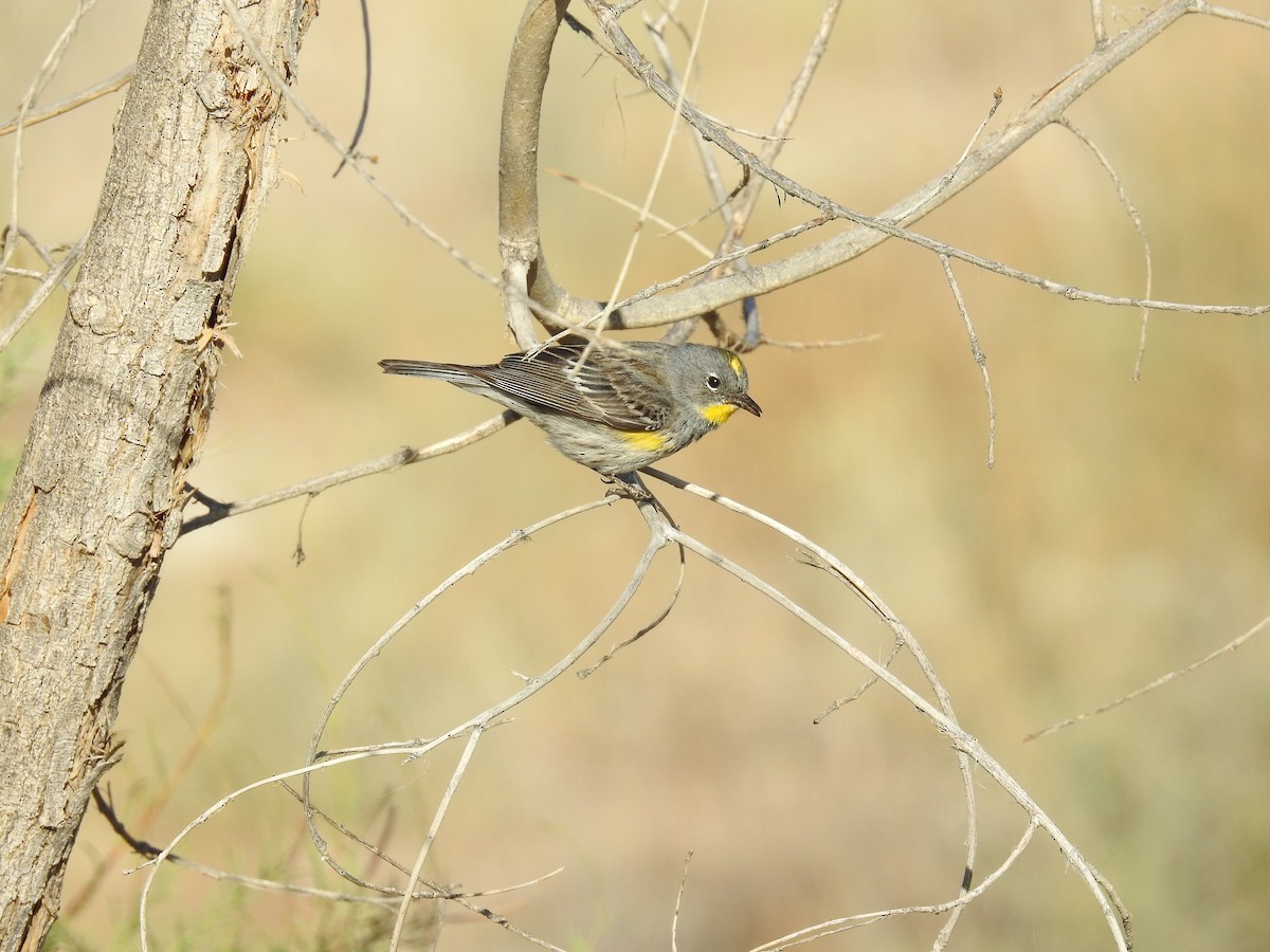 Yellow-rumped Warbler - John  Kiseda