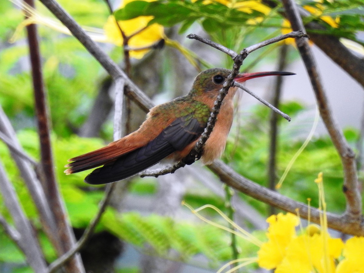 Cinnamon Hummingbird - ML575336991