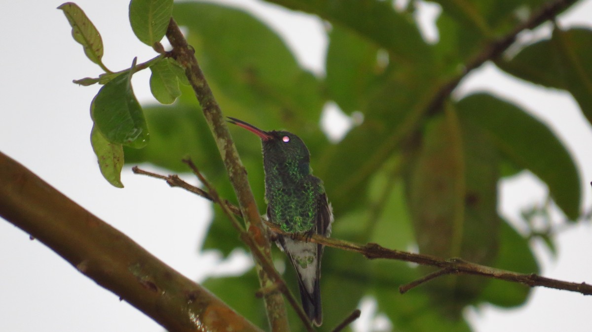 Indigo-capped Hummingbird - ML57533731