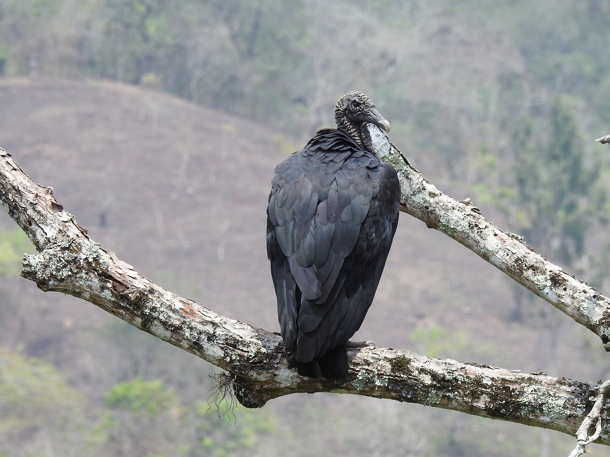 Black Vulture - ML575338151