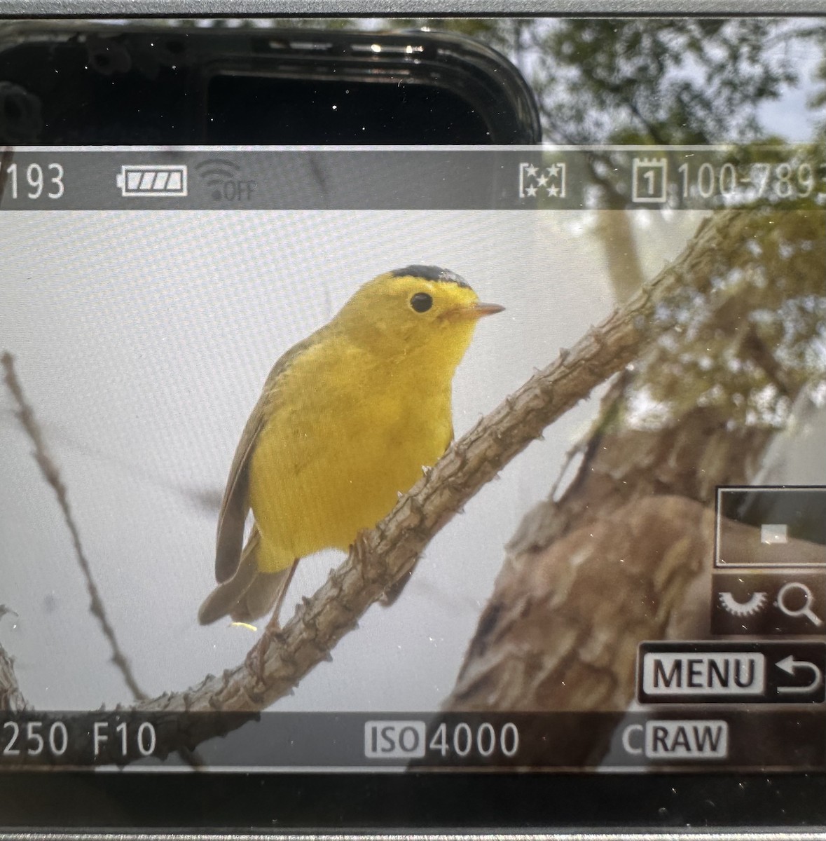 eBird Checklist 21 May 2023 Manorville Hills County Park 40 species